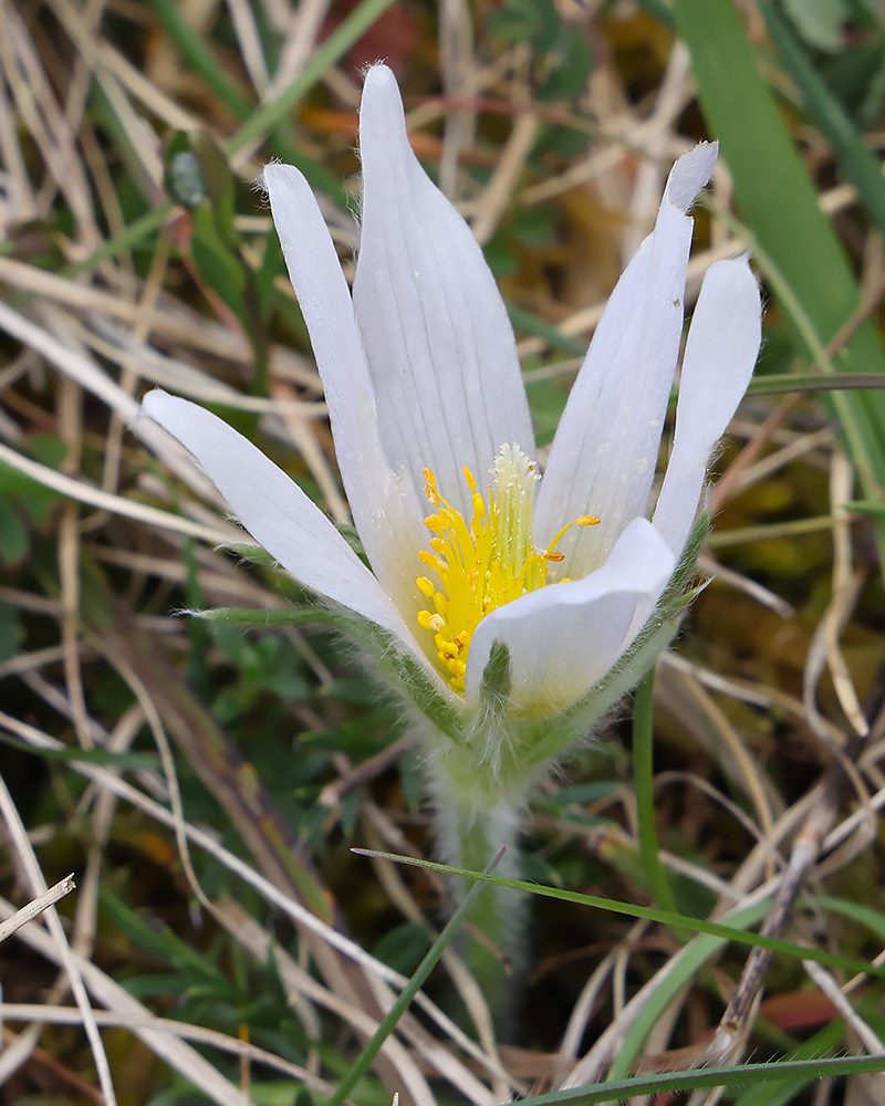 Pasque flower